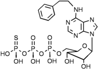 N6- (2- Phenylethyl)adenosine- 5'- O- (3- thiotriphosphate) ( 6-PhEt-ATP-γ-S )